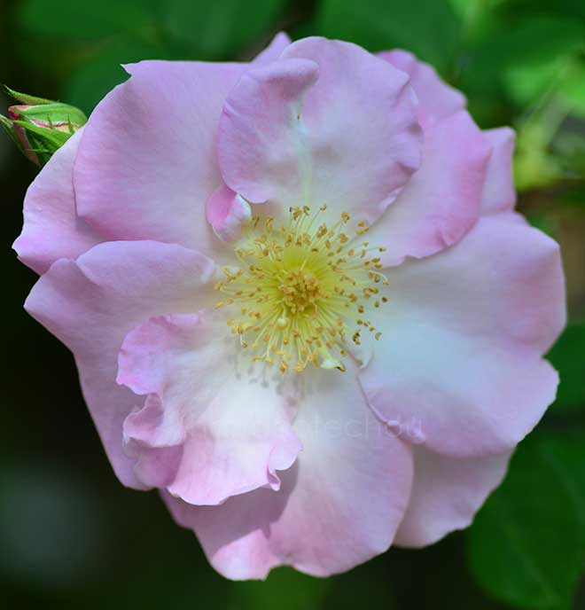 バラ ｜花の手帖の薔薇図鑑