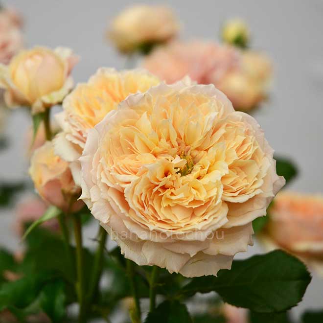 バラ 真宙|花の手帖の薔薇図鑑