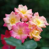 バラ マスケラード|花の手帖の薔薇図鑑