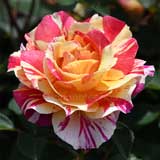 バラ モーリス ユトリロ｜花の手帖の薔薇図鑑