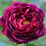 バラ 真夜|花の手帖の薔薇図鑑