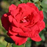 バラ ミリアーナ|花の手帖の薔薇図鑑