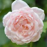 バラ マダム アルフレッド キャリエール｜花の手帖の薔薇図鑑