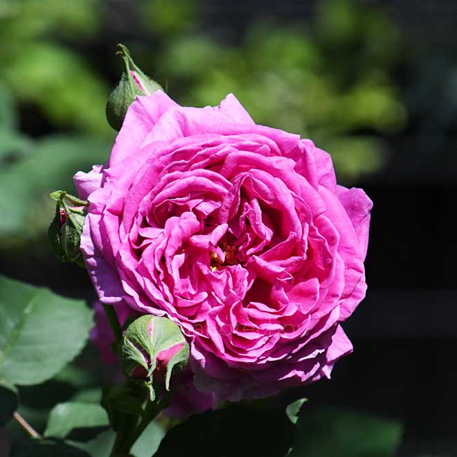 バラ マダムイザークペレール｜花の手帖の薔薇図鑑