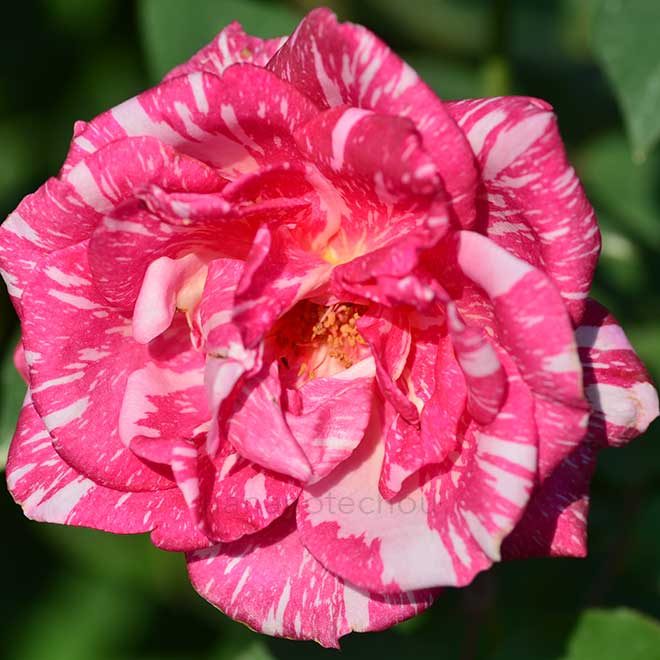 バラ モダンタイムス|花の手帖の薔薇図鑑