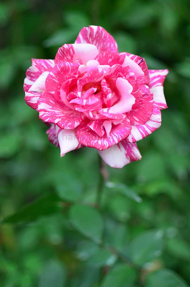 バラ モダンタイムス|花の手帖の薔薇図鑑