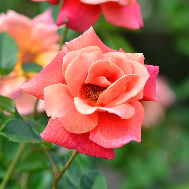 バラ モハベ|花の手帖の薔薇図鑑