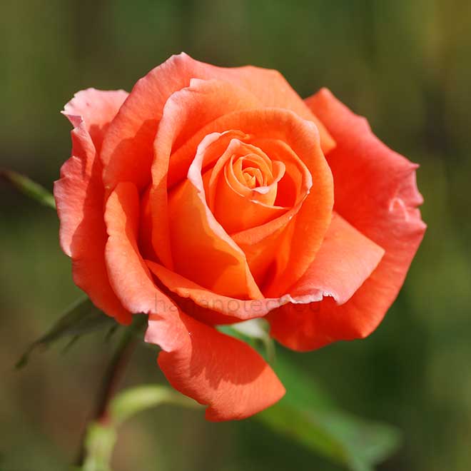 バラ モニカ|花の手帖の薔薇図鑑