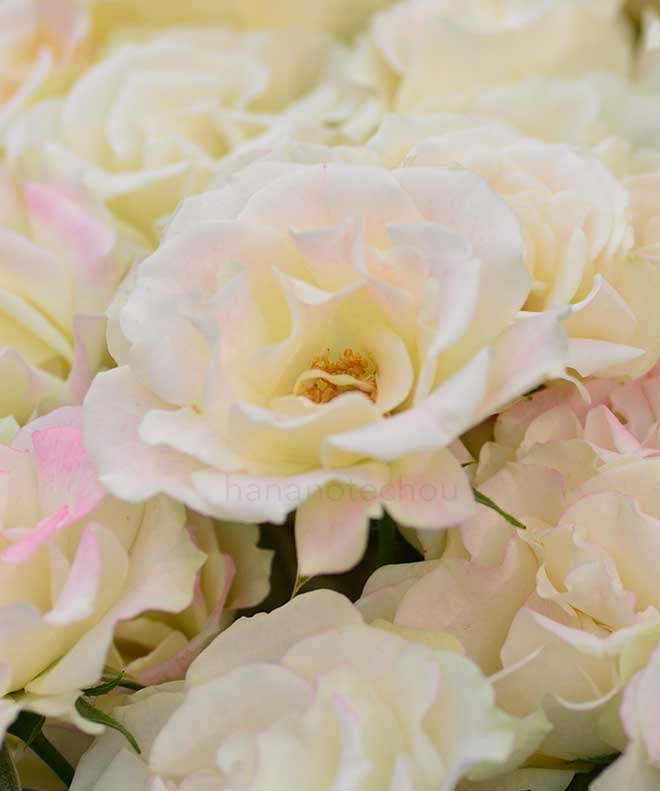 バラ モンロー ウォーク｜花の手帖の薔薇図鑑