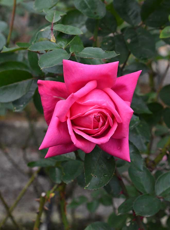 バラ モンテスキュー｜花の手帖の薔薇図鑑