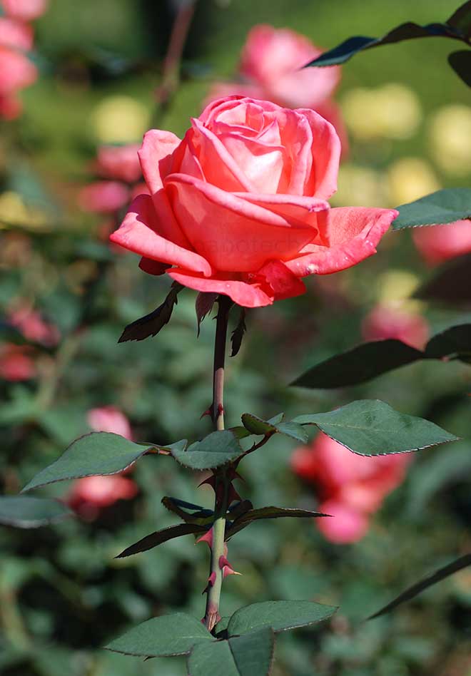 バラ モンパルナス｜花の手帖の薔薇図鑑