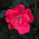 バラ ノック アウト｜花の手帖の薔薇図鑑