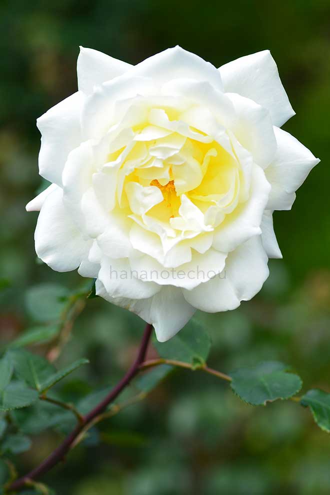 バラ ネイジュ パルファム|花の手帖の薔薇図鑑