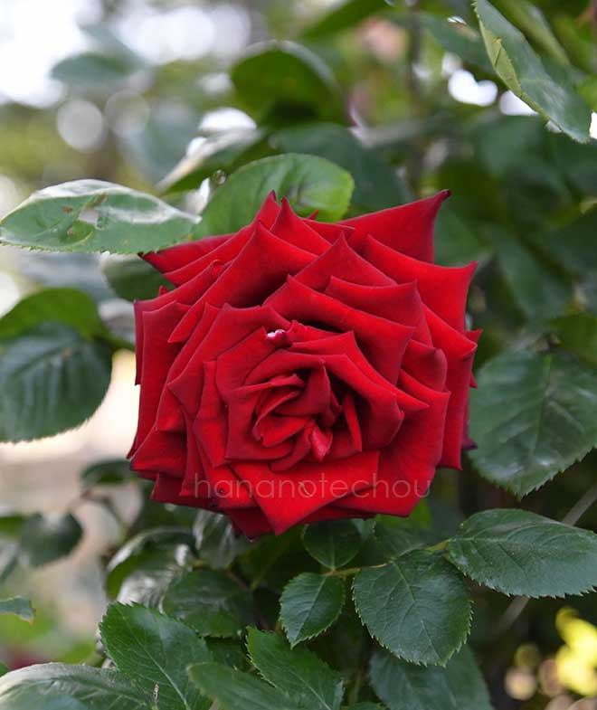 バラ 熱情｜花の手帖の薔薇図鑑