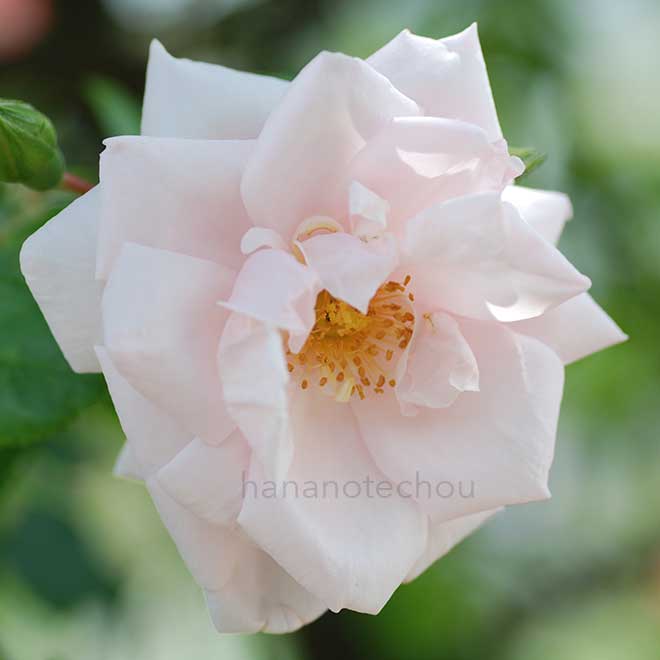 バラ ニュー ドーン
｜花の手帖の薔薇図鑑