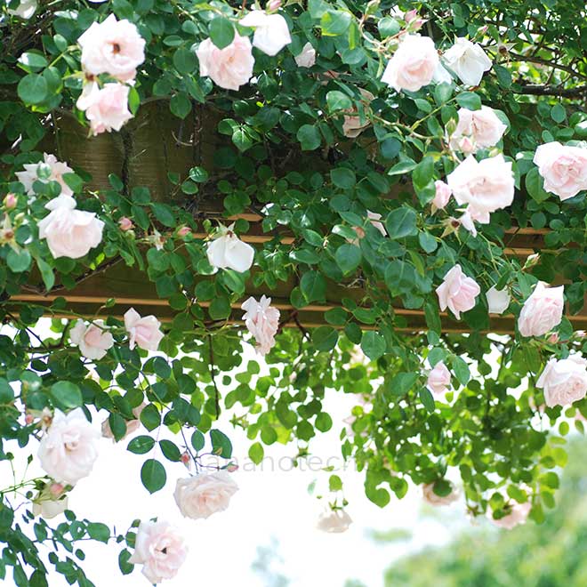 バラ ニュー ドーン
｜花の手帖の薔薇図鑑