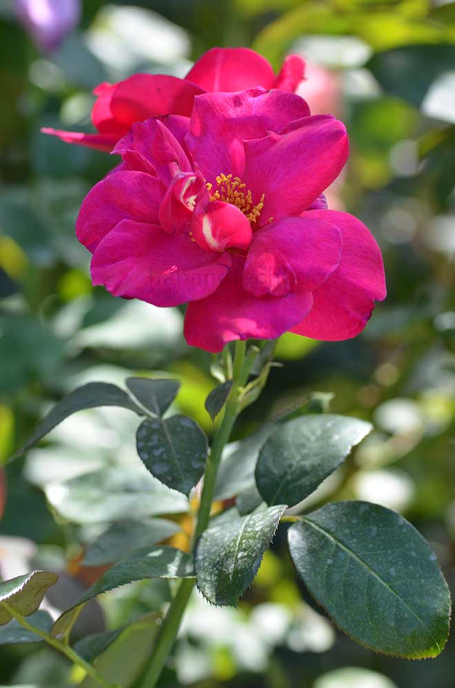 バラ ニュース｜花の手帖の薔薇図鑑