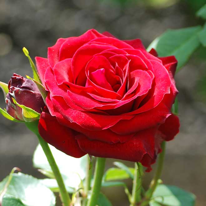 バラ ニコロ パガニーニ|花の手帖の薔薇図鑑