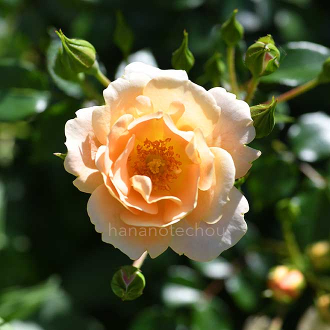 バラ ナイスンイージー|花の手帖の薔薇図鑑