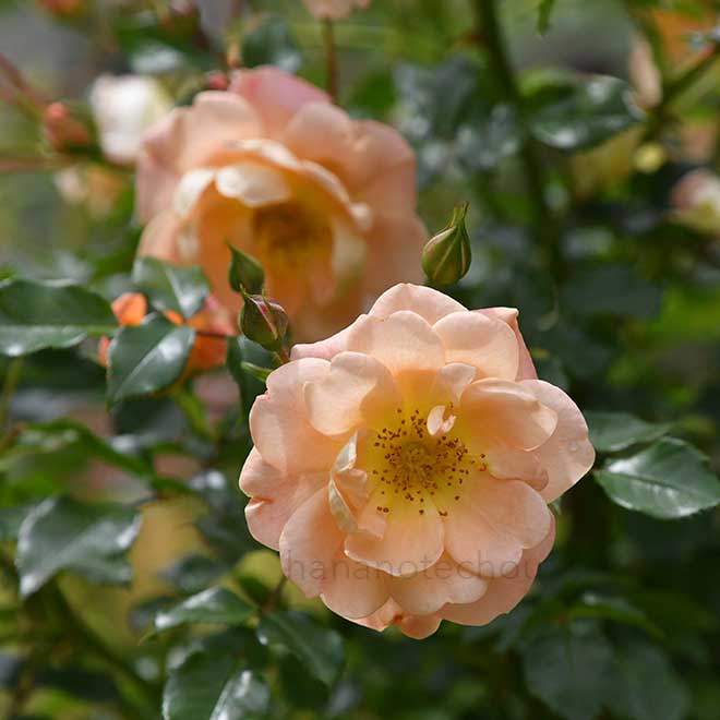 バラ ナイスンイージー|花の手帖の薔薇図鑑