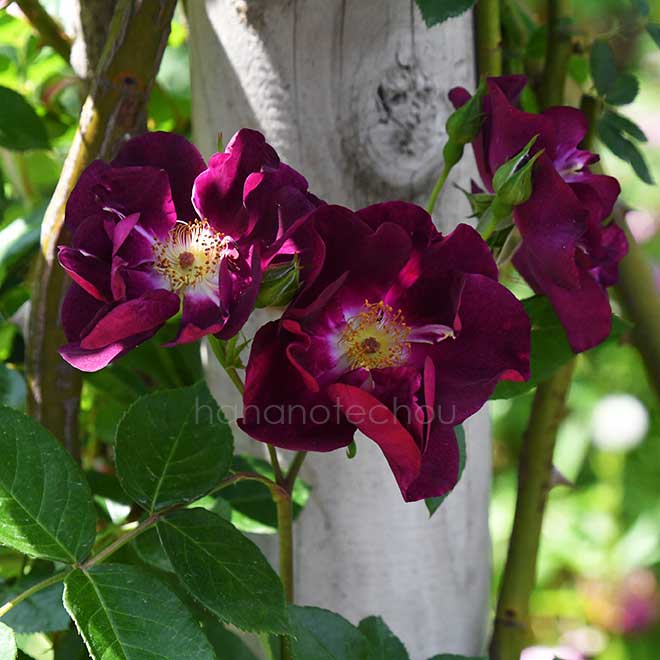 バラ ナイト アウル｜花の手帖の薔薇図鑑