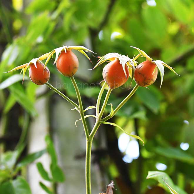 バラ ナイト アウル｜花の手帖の薔薇図鑑