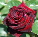 バラ ナイト タイム|花の手帖の薔薇図鑑