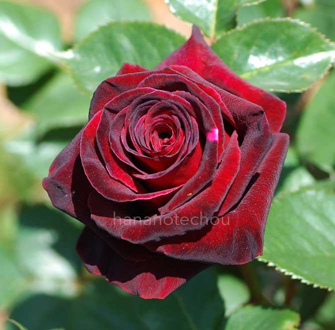 バラ ナイト タイム｜花の手帖の薔薇図鑑