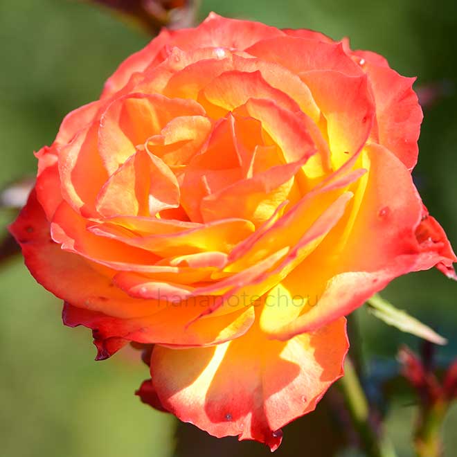 バラ 錦|花の手帖の薔薇図鑑