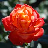 バラ 錦絵|花の手帖の薔薇図鑑