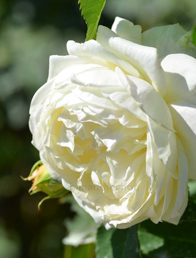 バラ ノース フレグランス｜花の手帖の薔薇図鑑