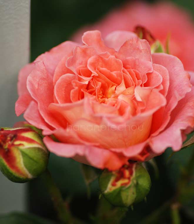 バラ ノートル ダム デュ ロゼール|花の手帖の薔薇図鑑