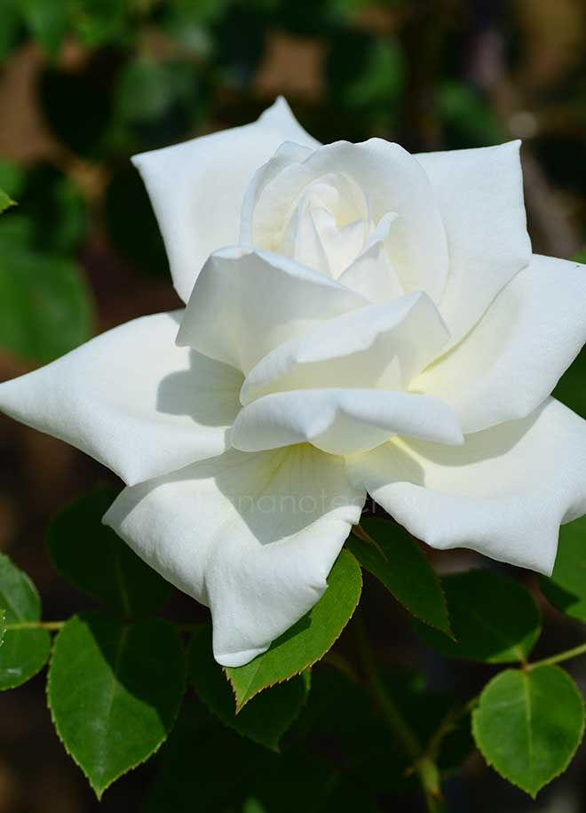 バラ ヌリア ドゥ レコロンス|花の手帖の薔薇図鑑