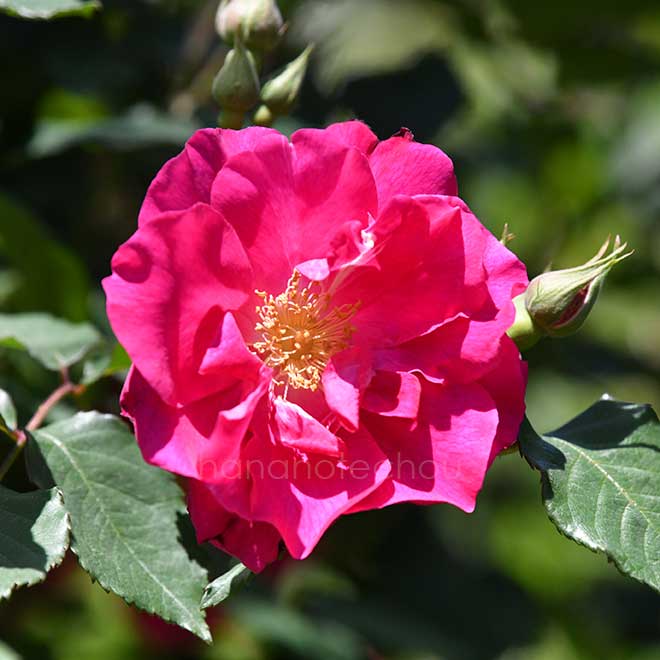 バラ ヌル マハル|花の手帖の薔薇図鑑