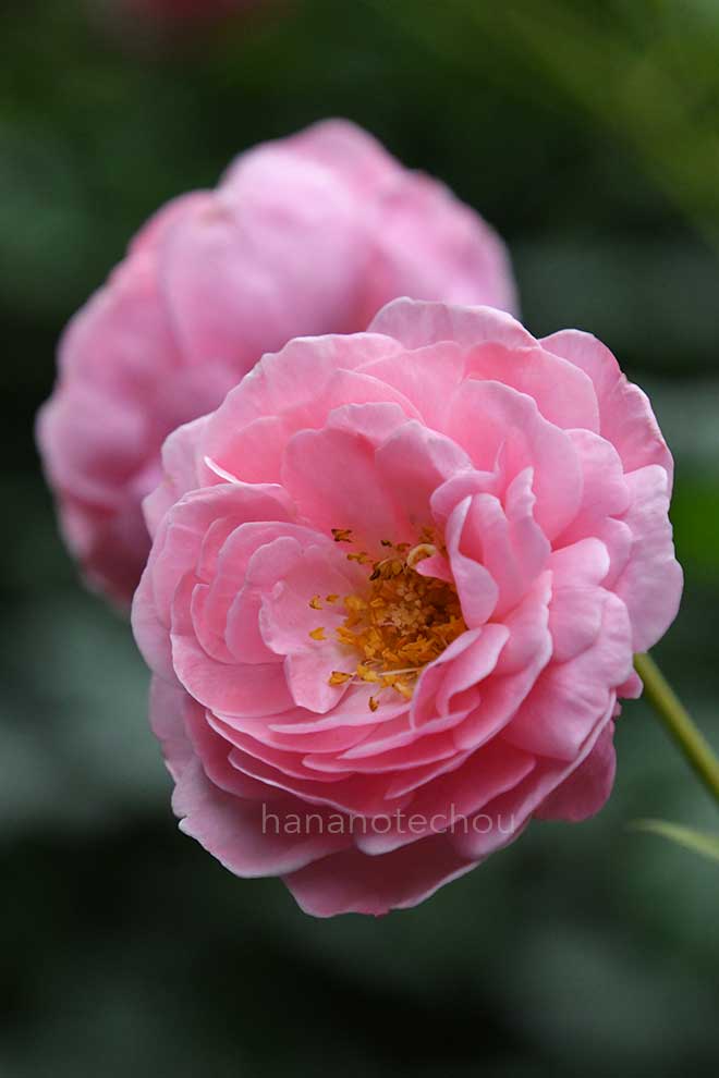 バラ レディアンジェラ｜花の手帖の薔薇図鑑