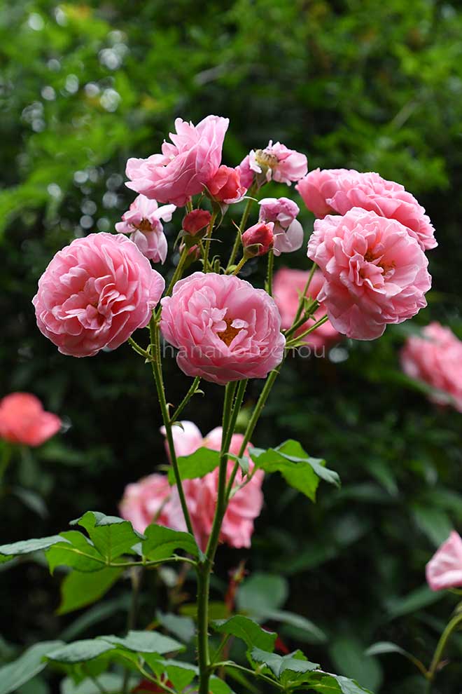 バラ レディアンジェラ｜花の手帖の薔薇図鑑