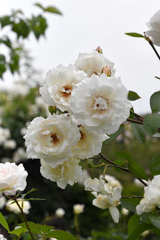 バラ レントラー|花の手帖の薔薇図鑑