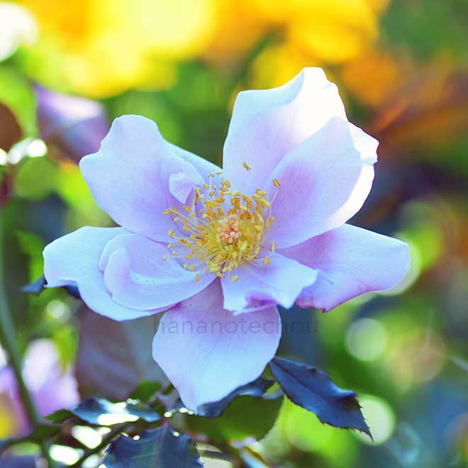 バラ |花の手帖の薔薇図鑑