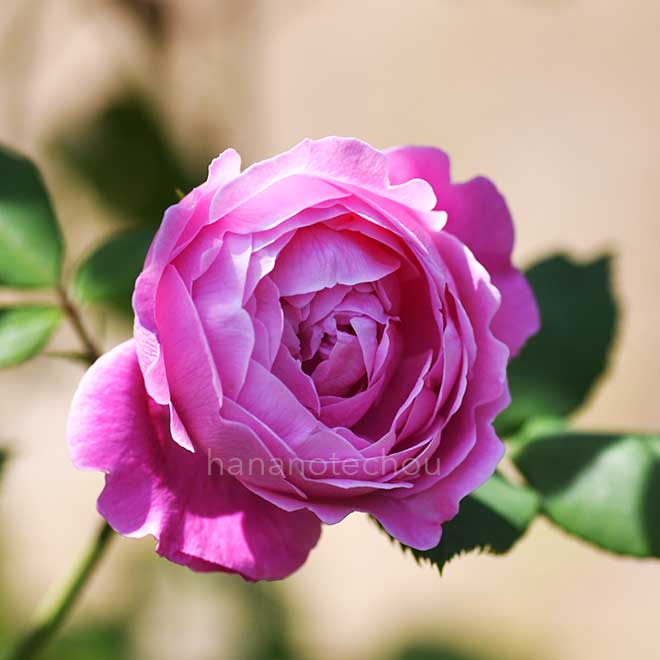 バラ ラ レーヌ ビクトリア｜花の手帖の薔薇図鑑