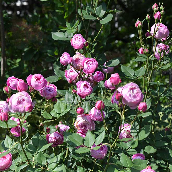 バラ ラ レーヌ ビクトリア｜花の手帖の薔薇図鑑