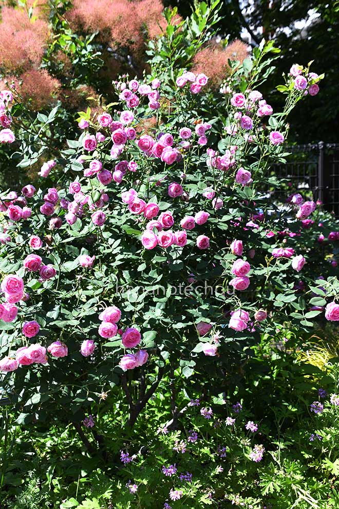 バラ ラ レーヌ ビクトリア｜花の手帖の薔薇図鑑