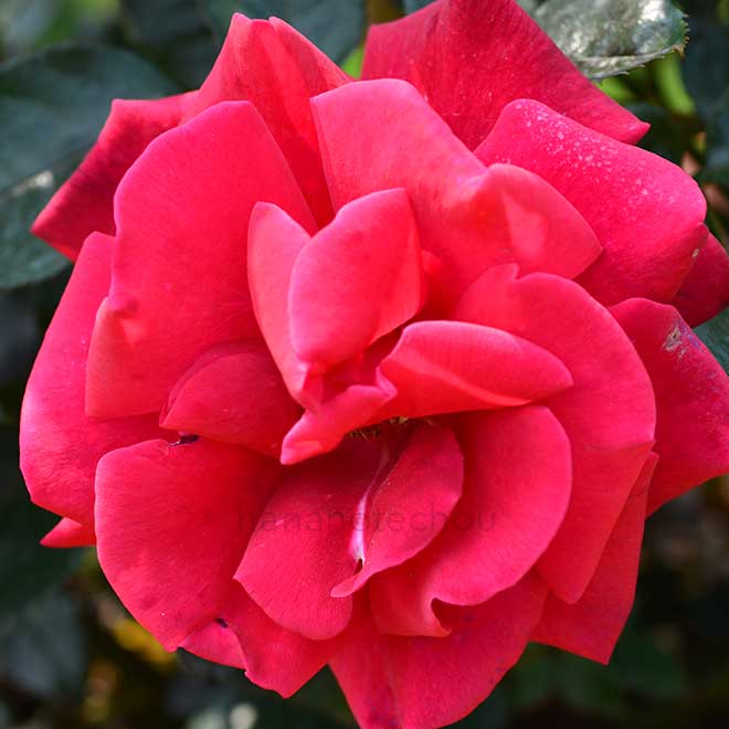 バラ ラスティング ラブ｜花の手帖の薔薇図鑑