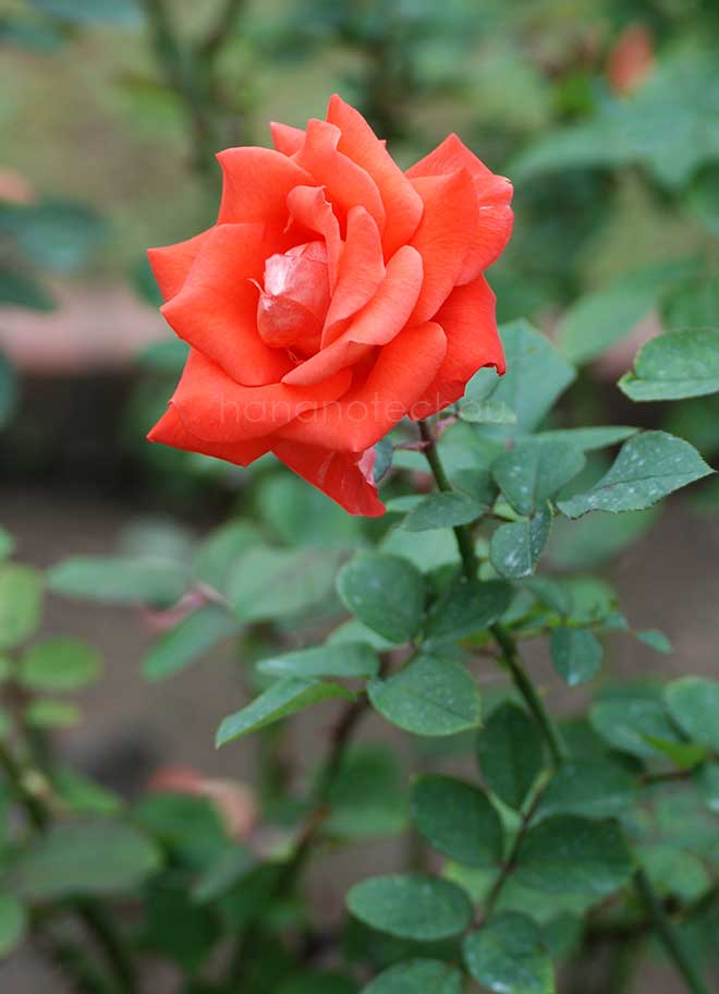 バラ ラス ベガス|花の手帖の薔薇図鑑