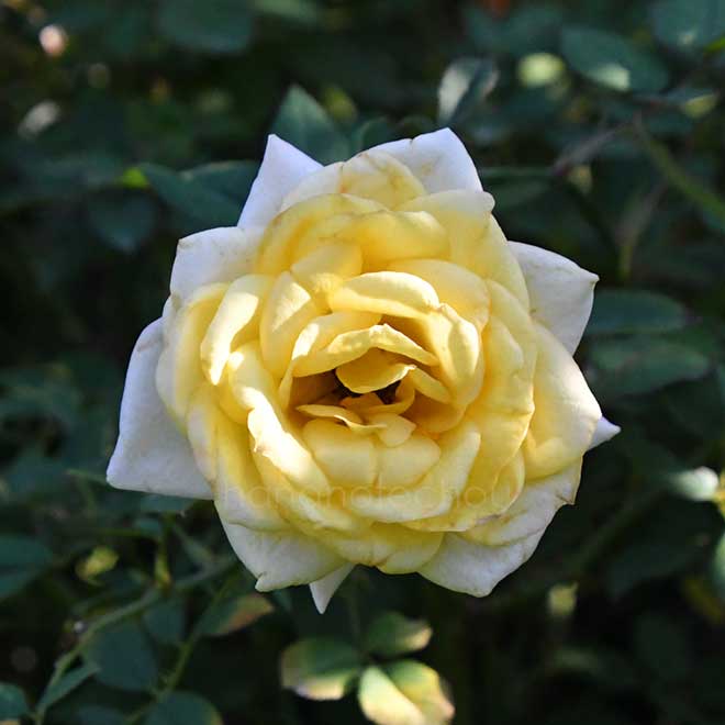 バラ レモン シフォン｜花の手帖の薔薇図鑑