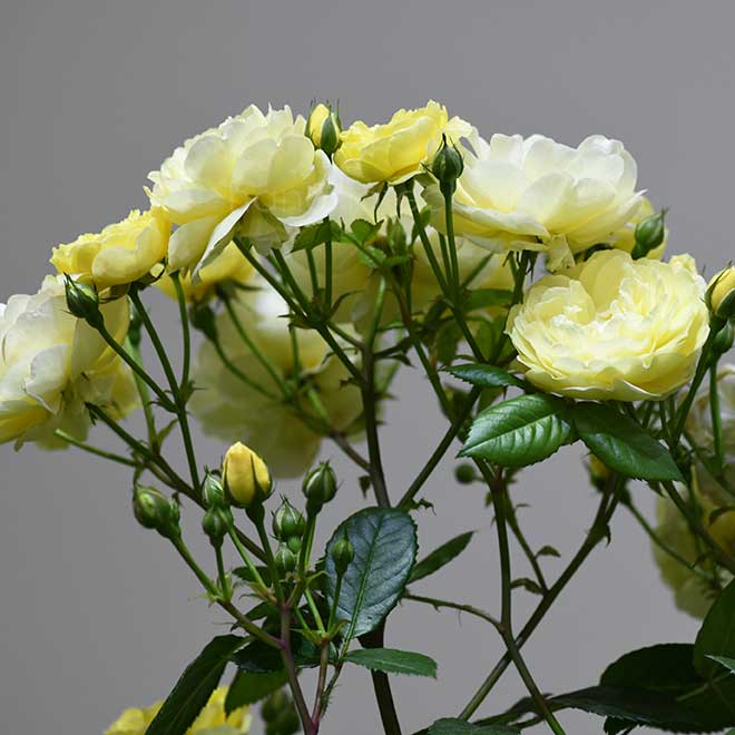 バラ レモン シルエッタ｜花の手帖の薔薇図鑑