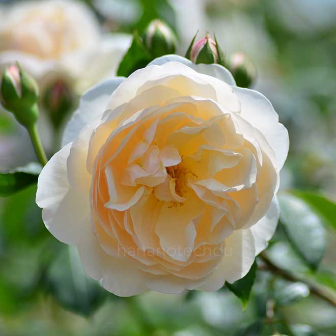 バラ レッチフィールド エンジェル|花の手帖の薔薇図鑑