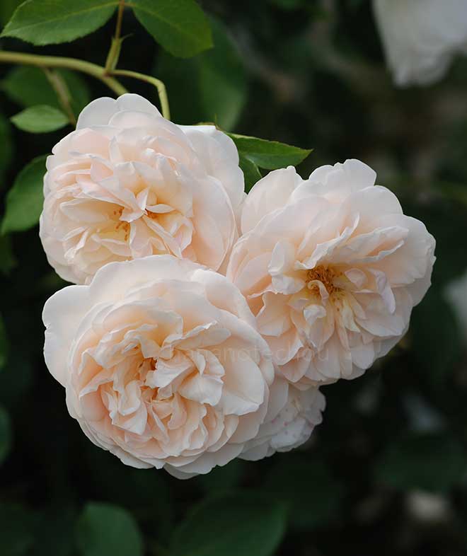 バラ レッチフィールド エンジェル|花の手帖の薔薇図鑑