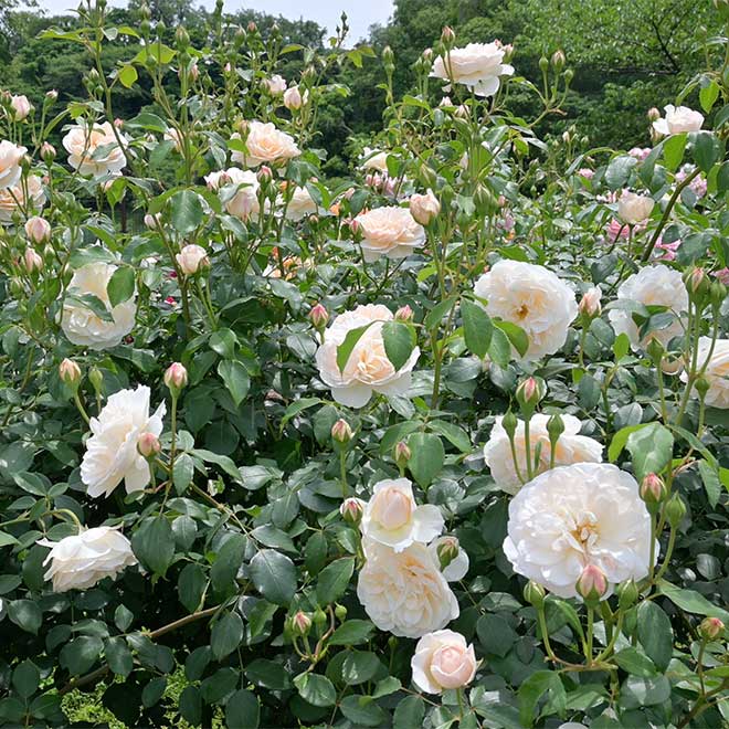 バラ レッチフィールド エンジェル|花の手帖の薔薇図鑑
