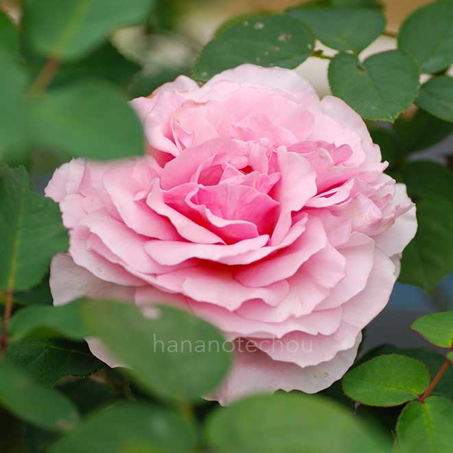 バラ ライラック ローズ|花の手帖の薔薇図鑑