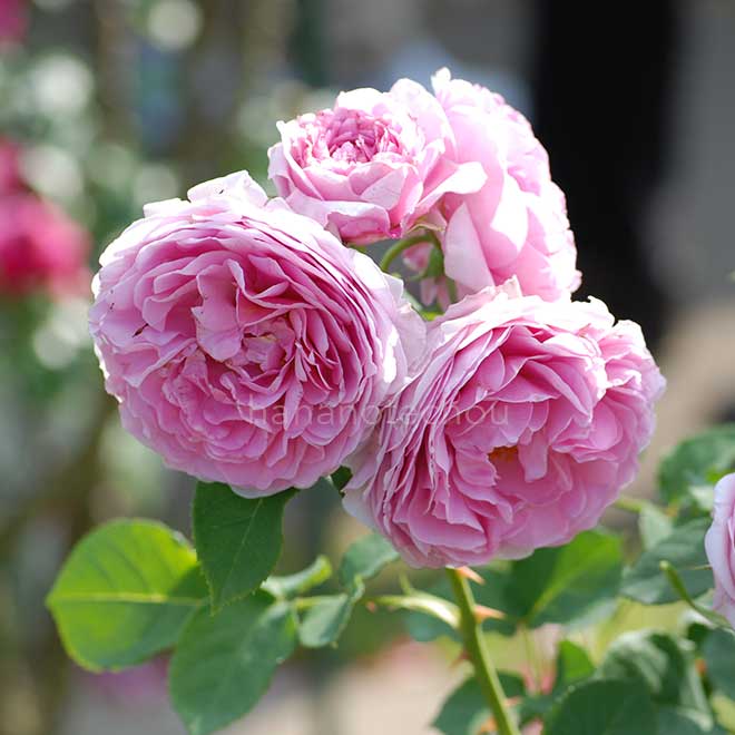 バラ ライラック ローズ|花の手帖の薔薇図鑑